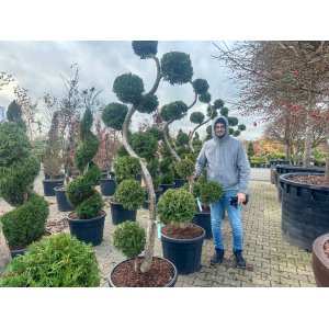 Tuja západná (Thuja occidentalis) ´BRABANT´ - výška 200 cm, kont. C90L - BONSAJ